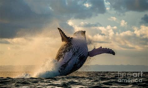 Humpback Whale Jump At Sunset Photograph by Gudkov Andrey - Pixels