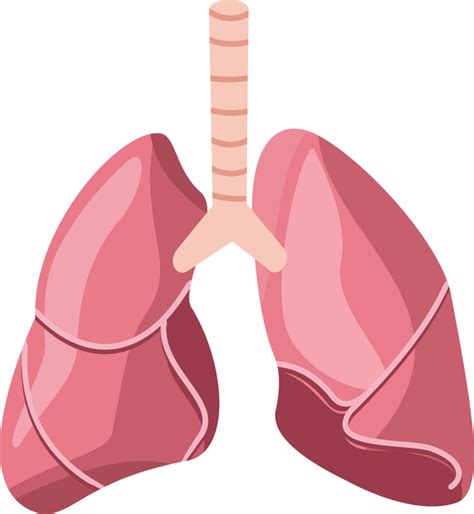 pulmões desenho animado ilustração. pulmões ícone. pulmões plano Projeto. desenho animado ...