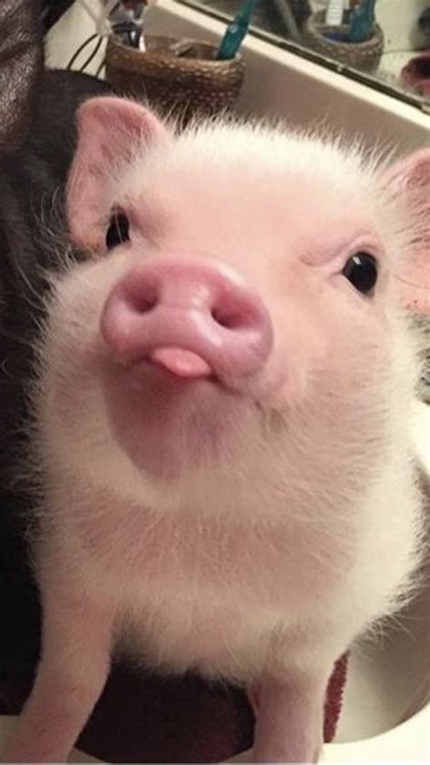 Pin on Moi | Cute piglets, Cute baby pigs, Baby animals funny