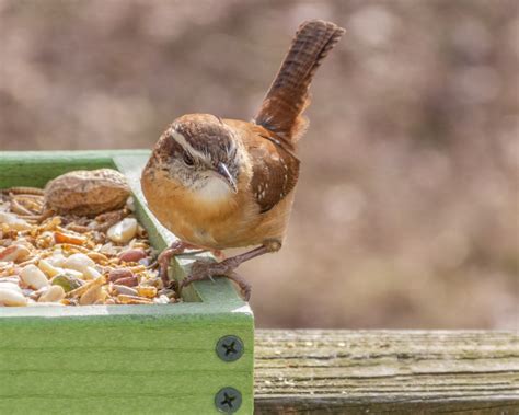 Carolina Wren - FeederWatch