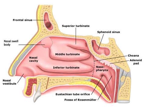 Eustachian Tube Dilation | GNO Snoring & Sinus