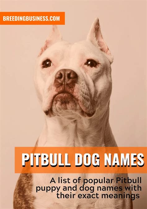 Pitbull Dog Names: 170+ Name Ideas for Pitbull Puppies!