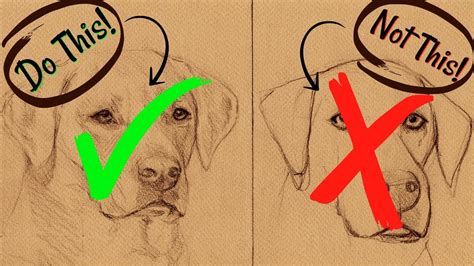 How To Draw A Realistic Looking Dog - Distancetraffic19