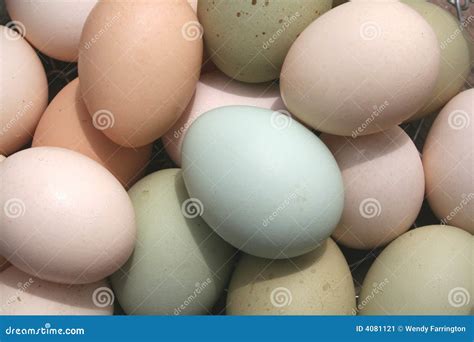 Barred Plymouth Rock Eggs Stock Photos - Free & Royalty-Free Stock Photos from Dreamstime