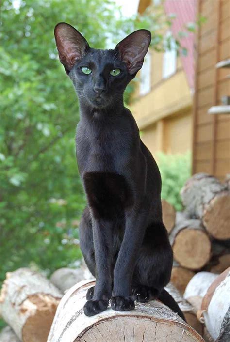 32 best images about Oriental Shorthair Cats on Pinterest | I love cats, Siamese kittens and Cats