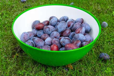 'Plums in a bowl' on skitterphoto