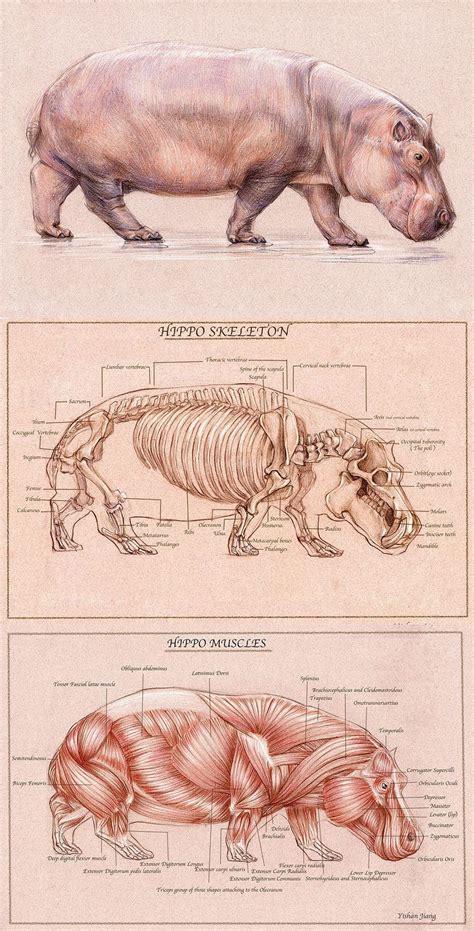 hippo drawing by YishanJiang.deviantart.com on @deviantART | Hippo drawing, Animal drawings ...