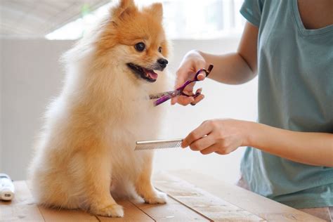 The Importance Of Pet Grooming | Pet Health | Pet Groomers