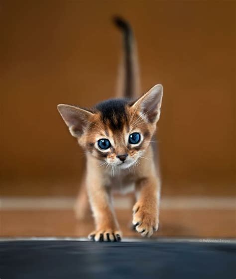 Abyssinian kitten : r/Eyebleach