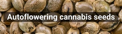 High quality Autoflowering cannabis seeds products - Smartific.com