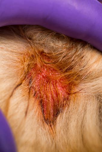 Vet Showing Moist Eczema On Dogs Shoulder Aka Hot Spot Stock Photo - Download Image Now - iStock