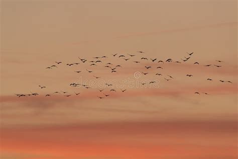 Common crane stock image. Image of mecklenburgvorpommern - 263755065