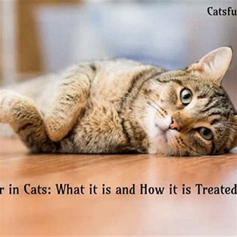 Can parvo be cured in cats? - DIY Seattle