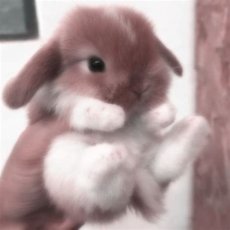 a small brown and white rabbit is holding it's front paws in the air