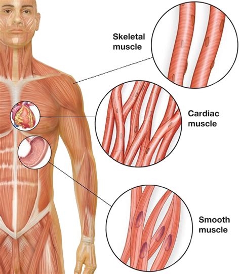 Smooth Muscle Diagram / Ciencias 4to grado: Human Body- Tissues ...