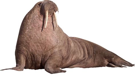 Walrus Sitting On The Ground PNG Image - PurePNG | Free transparent CC0 PNG Image Library ...