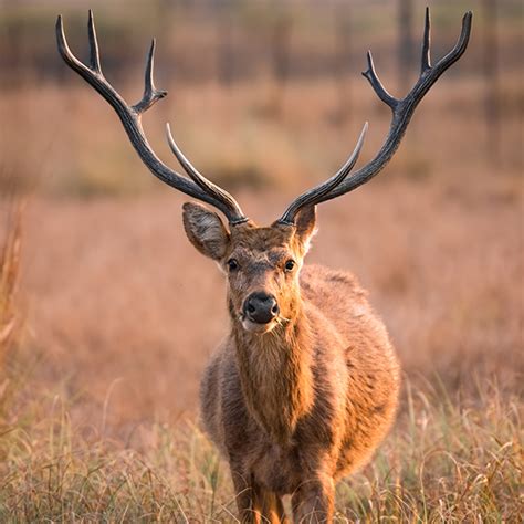 Barasingha | Champion Ranch