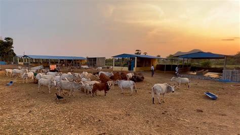 Our Beautiful Goshala in Yeleswaram, Lingamparthi, Andhrapradesh #gaushala #cows #india #village ...