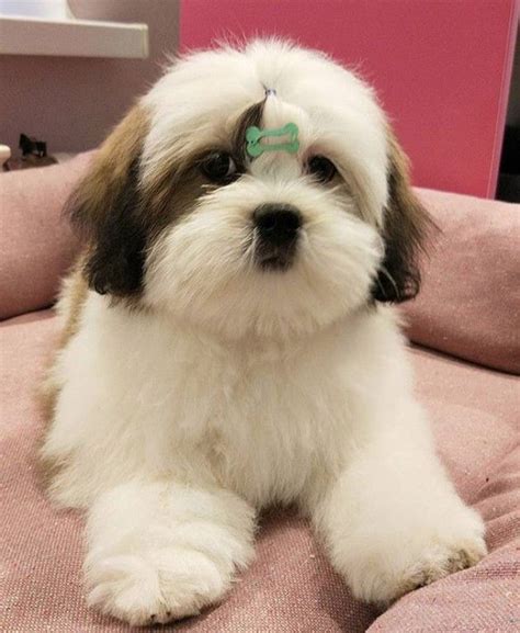 18 Best Lhasa Apso Haircuts for Dog Lovers – The Paws | Lhasa apso puppies, Lhasa apso, Lhasa