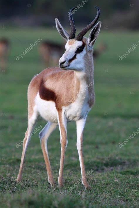 Springbok Antelope — Stock Photo © fouroaks #3154648