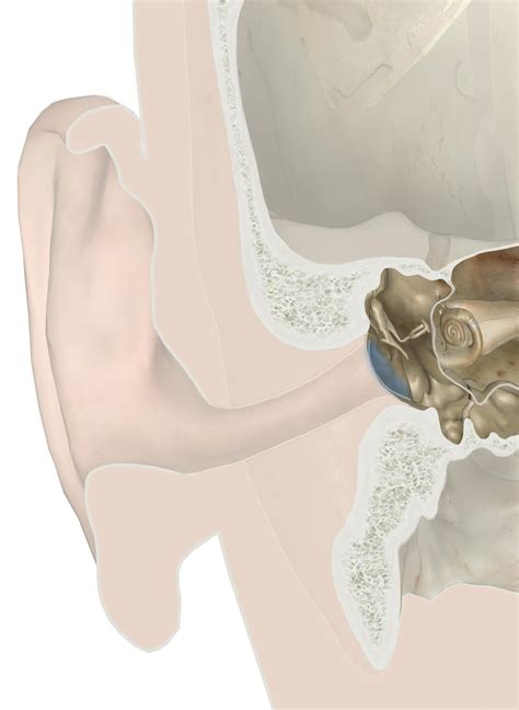 The Auditory Ossicles: Anatomy and 3D Illustrations