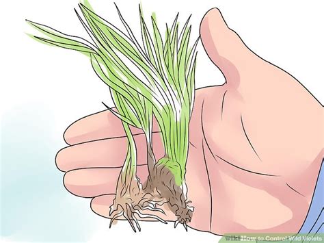 How to Control Wild Violets: 12 Steps (with Pictures) - wikiHow