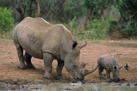 WWF: Badak Indonesia Kritis, Perlu Segera Habitat Baru ...