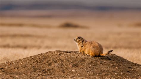 How Long Do Prairie Dogs Live In The Wild