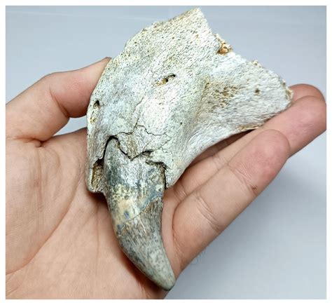 Awesome Huge 10cm Ursus spelaeus Ice Age Cave Bear Left Premaxilla with Fang- Pleistocene ...