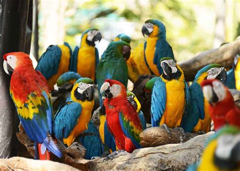 28 Scarlet Macaw Facts (Ara macao) Guide to Both Subspecies | Storyteller Travel