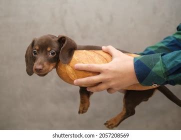 Wiener Dog In A Hot Dog Bun
