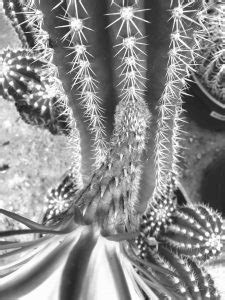 black and white cactus – Amie DeFrain: A portfolio