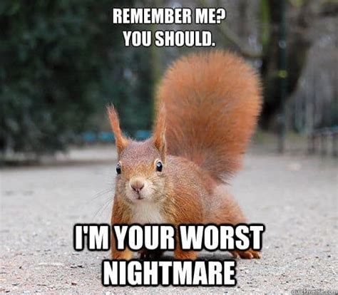 20 Squirrel Memes That Will Melt Your Heart - SayingImages.com