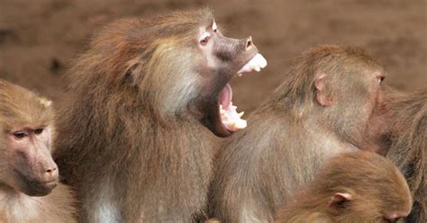 Primate behavior - 3 blog posts | Noldus