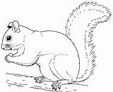 Squirrel coloring pages To Download And Print For Free sketch template