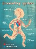 Human Circulatory System, Full Figure, Cutaway Anatomy Illustrat Stock Illustration ...
