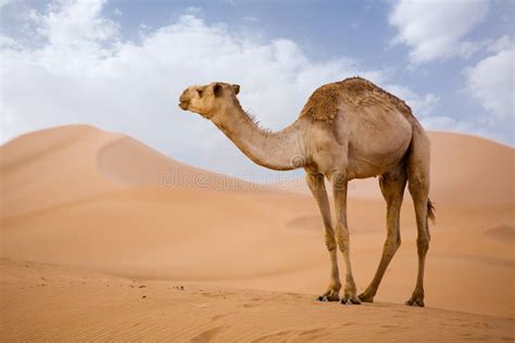 Chameaux Au Sahara Au Maroc Photo stock - Image du marocain, rugueux ...