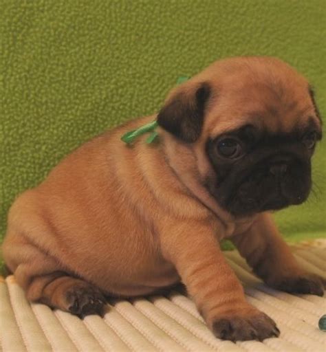 Cute Apricot Pug Puppy. So cute with all those little wrinkles:)