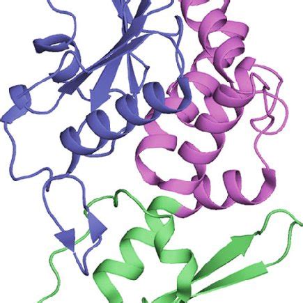 Crystal structure of abrin showing the heterodimeric configuration ...