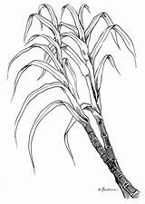 Sugarcane Coloring Pages sketch template
