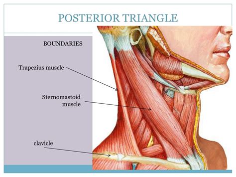 PPT - Muscluar triangles of ……………….the neck PowerPoint Presentation - ID:5951269