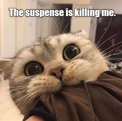 The suspense - Lolcats - lol | cat memes | funny cats | funny cat ...