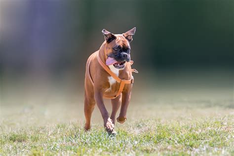 German boxer dog running at a park. - MyStart