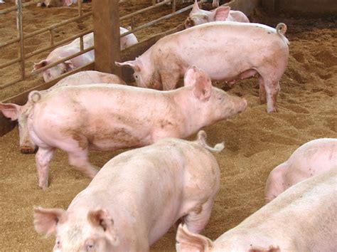 Pig Farming: Business Plan And Guide For Beginners