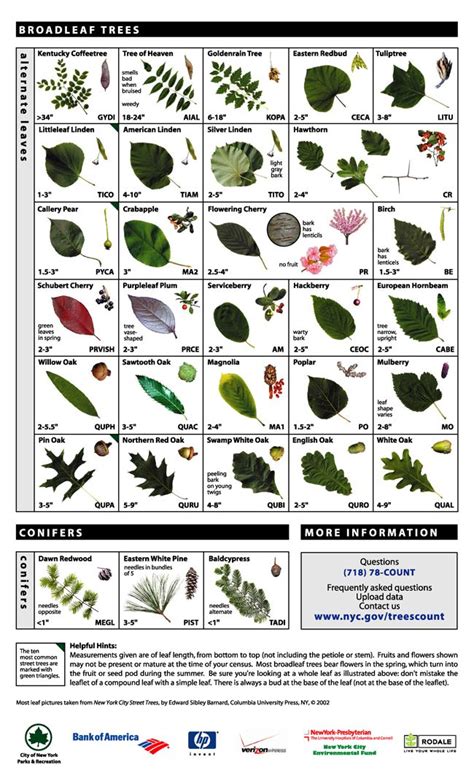 Leaf Key for Tree Identification | Tree identification, Tree leaf ...