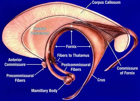 Výsledek obrázku pro fornix | Corpus callosum, Septum, Body