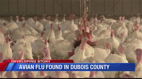 Avian Influenza Found in Dubois County