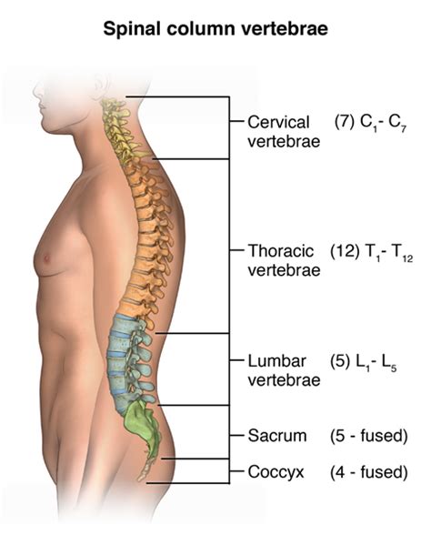 Facts About the Spine Shoulder and Pelvis | Johns Hopkins Medicine