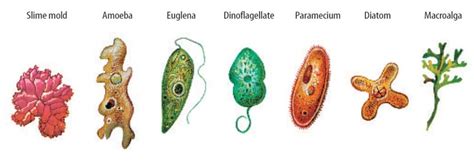 Kingdom Protista - BIOLOGY4ISC