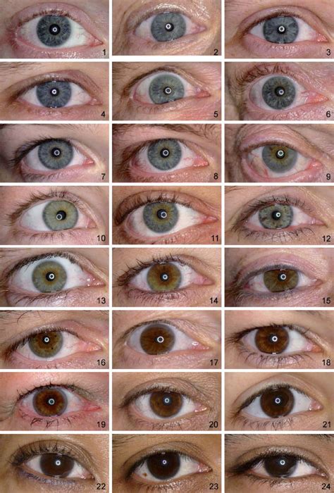 eye color chart i think that eyes help reflect their personalities - passport eye color chart my ...